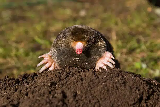 Mole-in-dirt