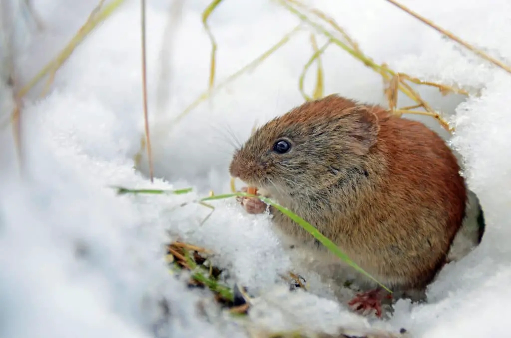 Southern Red-backed Vole In Winter