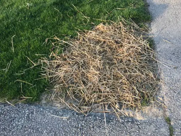 Straw over reseeded lawn