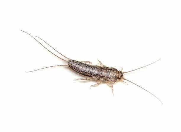 Silverfish bug | how to get rid of silverfish bugs