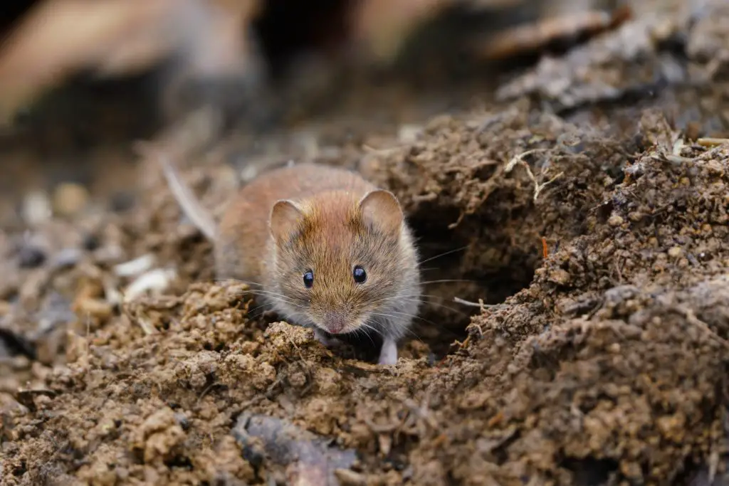 Vole | how to get rid of voles in lawn