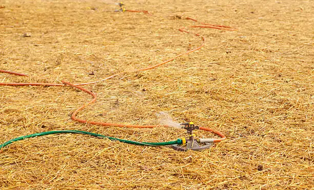 Watering Grass Seed covered with straw