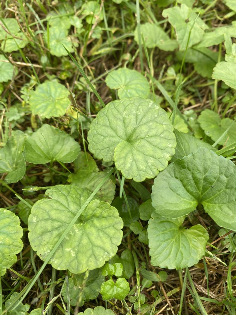 Creeping charlie ground ivy | get rid of creeping charlie in your lawn (ground ivy)