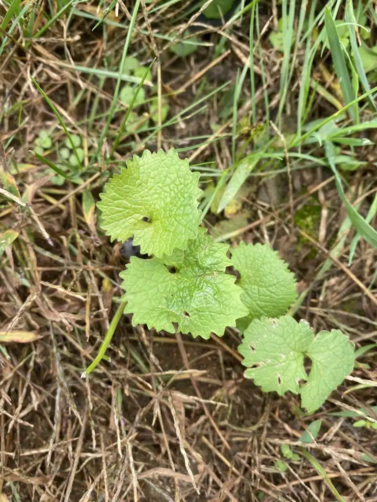 creeping charlie weeds