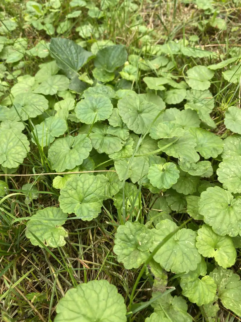 Creeping charlie weeds closeup | get rid of creeping charlie in your lawn (ground ivy)