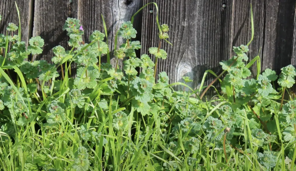 henbit cluster no flowers