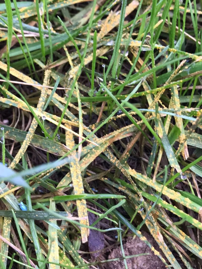 lawn rust fungus on grass