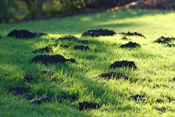 Mole hills in lawn