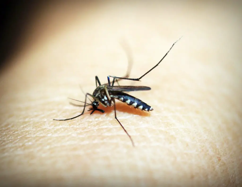 Mosquito | how to get rid of mosquitoes