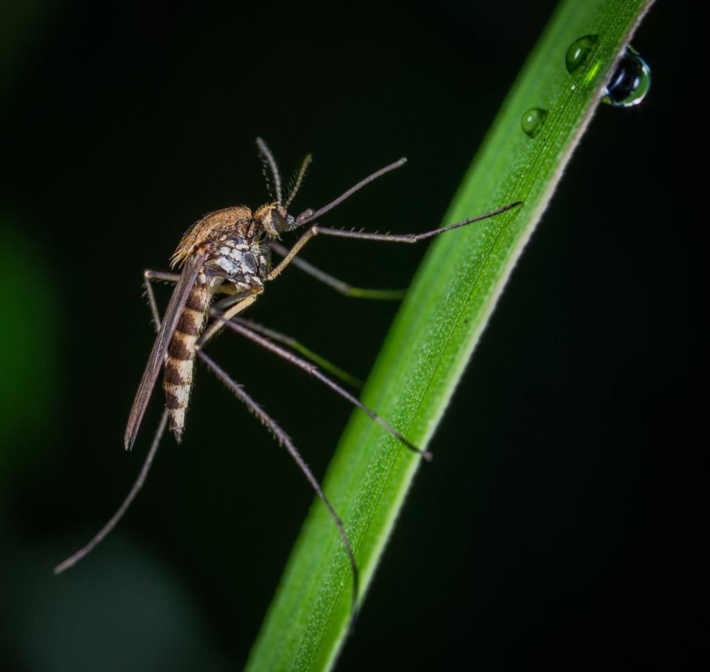 mosquito on grass blade 1