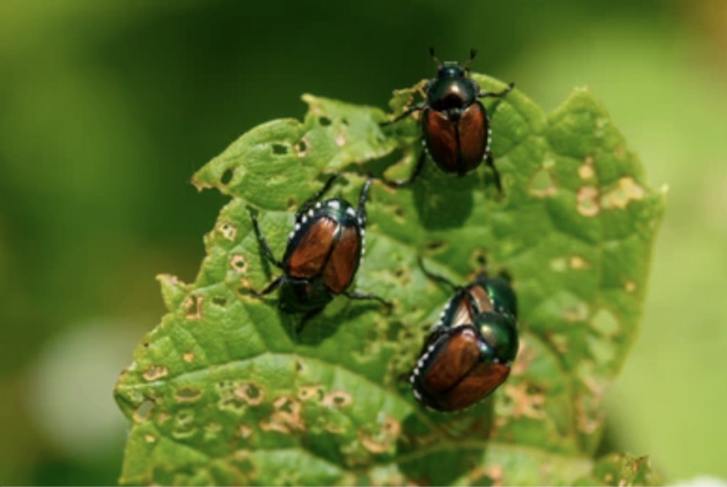 three japanese beetles on a leaf