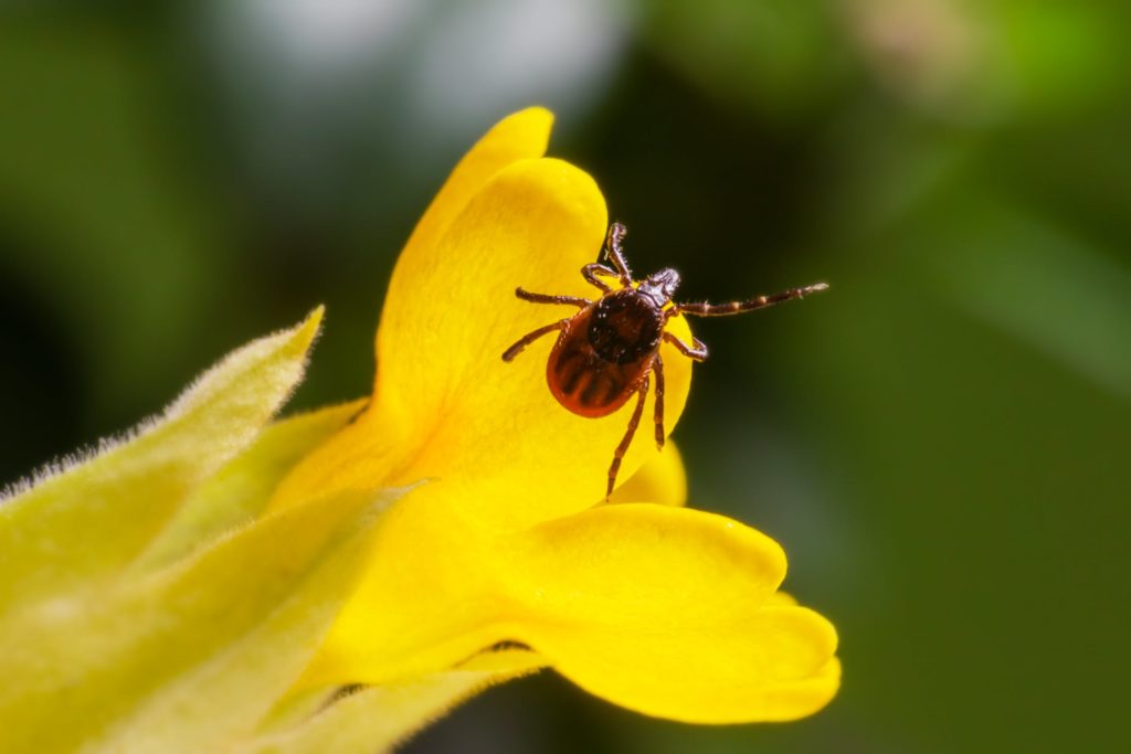 Tick on flower | how to get rid of ticks