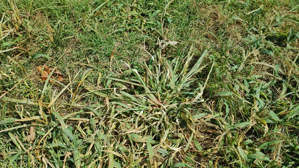 Crabgrass large 4 tiller | when to apply crabgrass preventer in 2023 (pre-emergent timing)