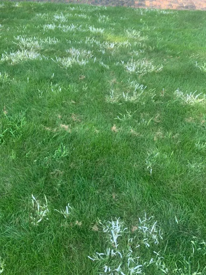 Crabgrass turning white after tenacity | how to get rid of crabgrass in 2022 (kill + prevent crabgrass)