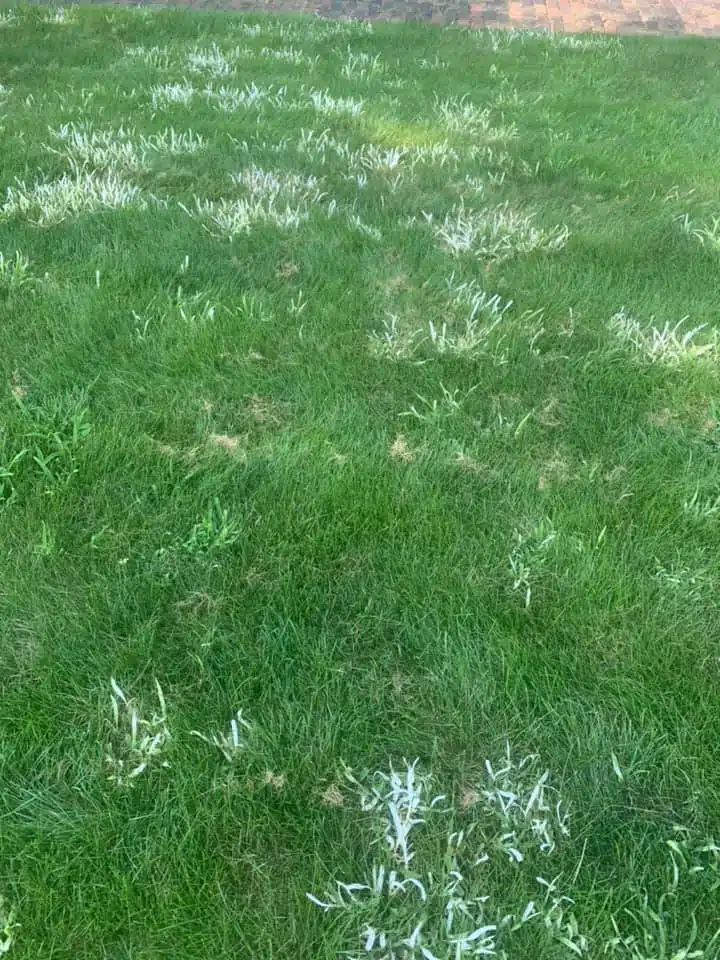 Crabgrass turning white after Tenacity