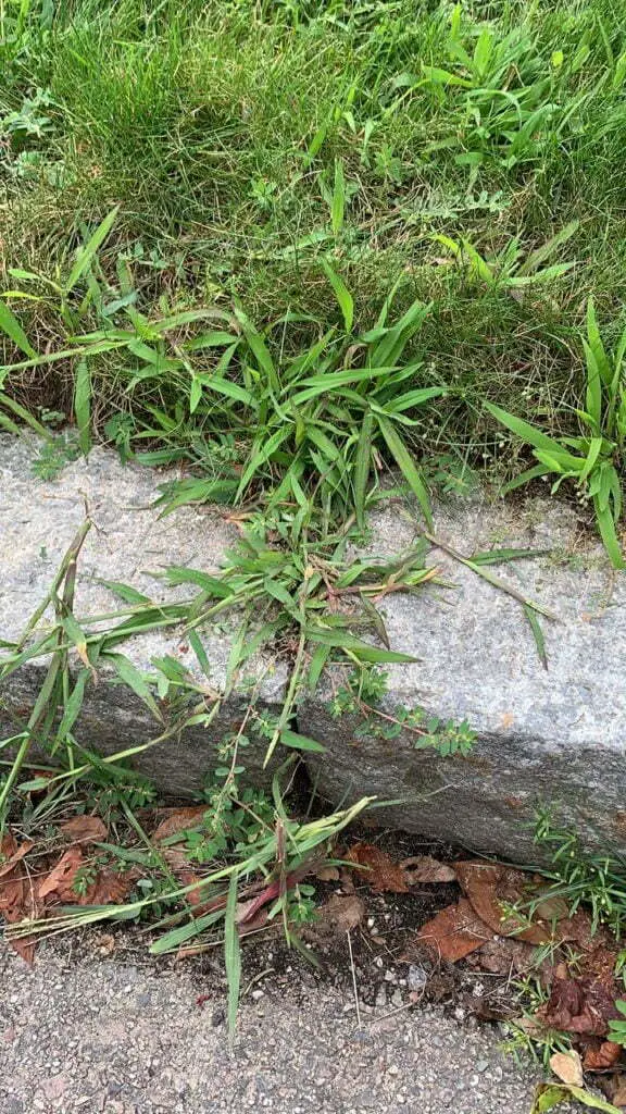 Large crabgrass spurge | when to apply crabgrass preventer in 2023 (pre-emergent timing)