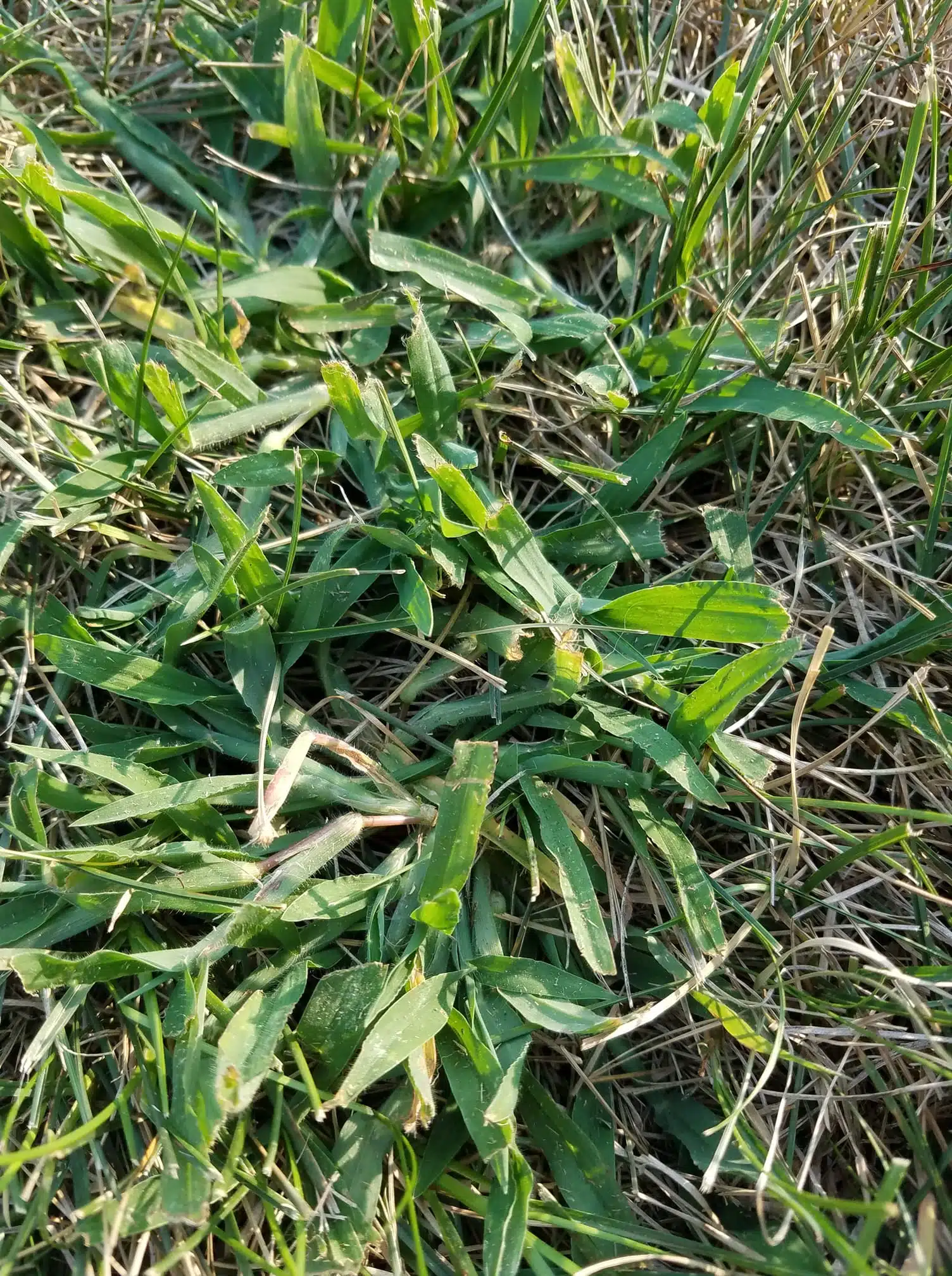 Short-crabgrass