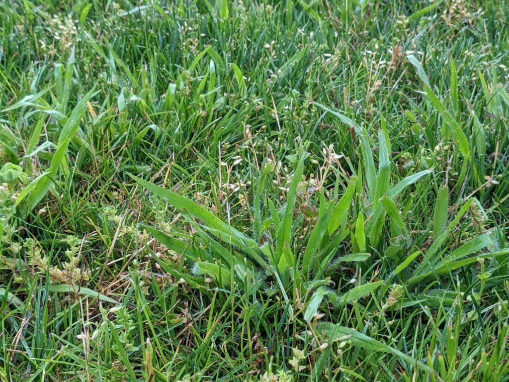 Smooth crabgrass | when to apply crabgrass preventer in 2023 (pre-emergent timing)