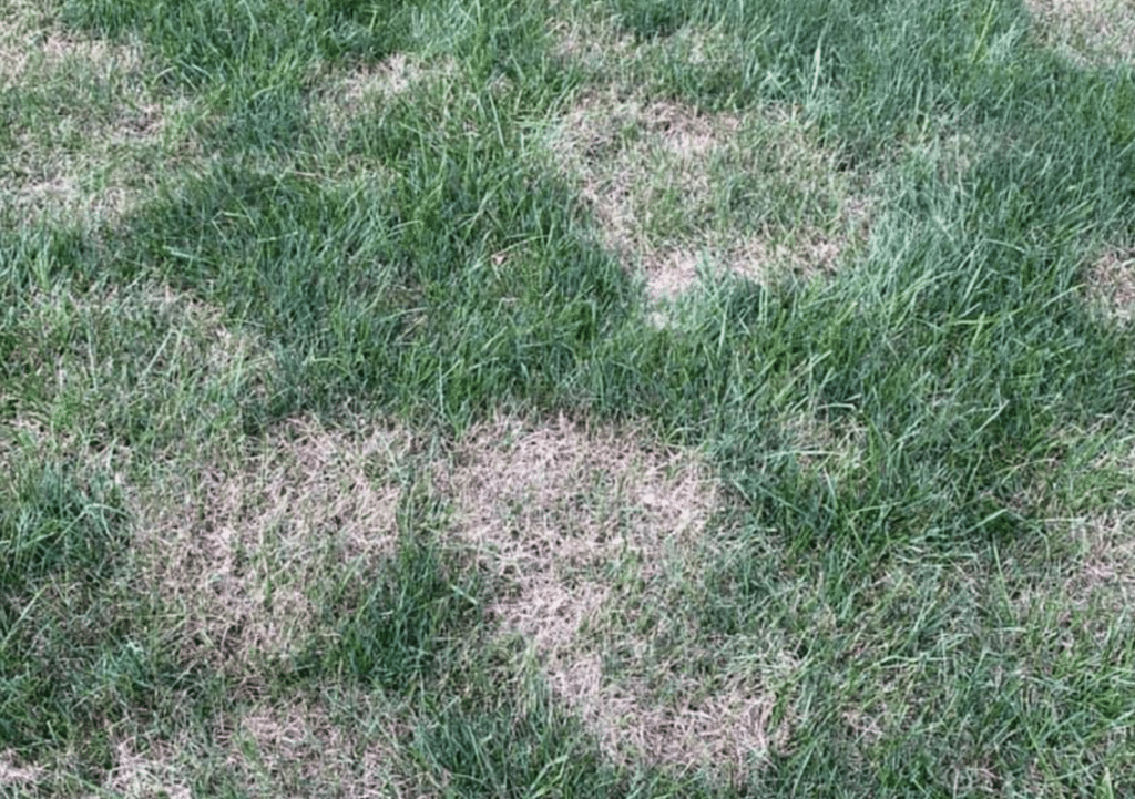 How To Treat Summer Patch Lawn Disease [Turf & Lawn Fungus]