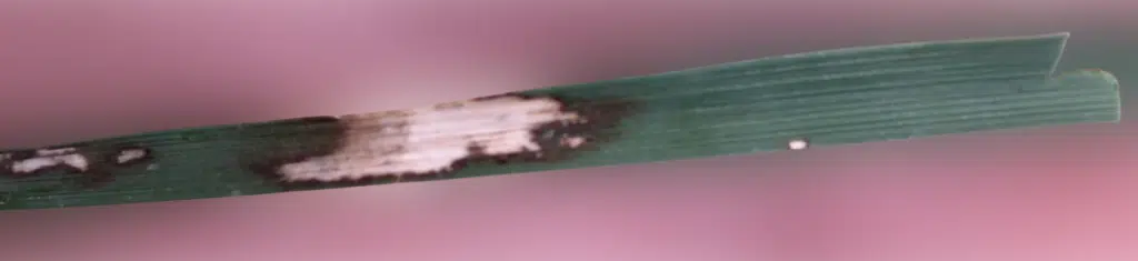 brown_patch_lawn_disease_grass_blade