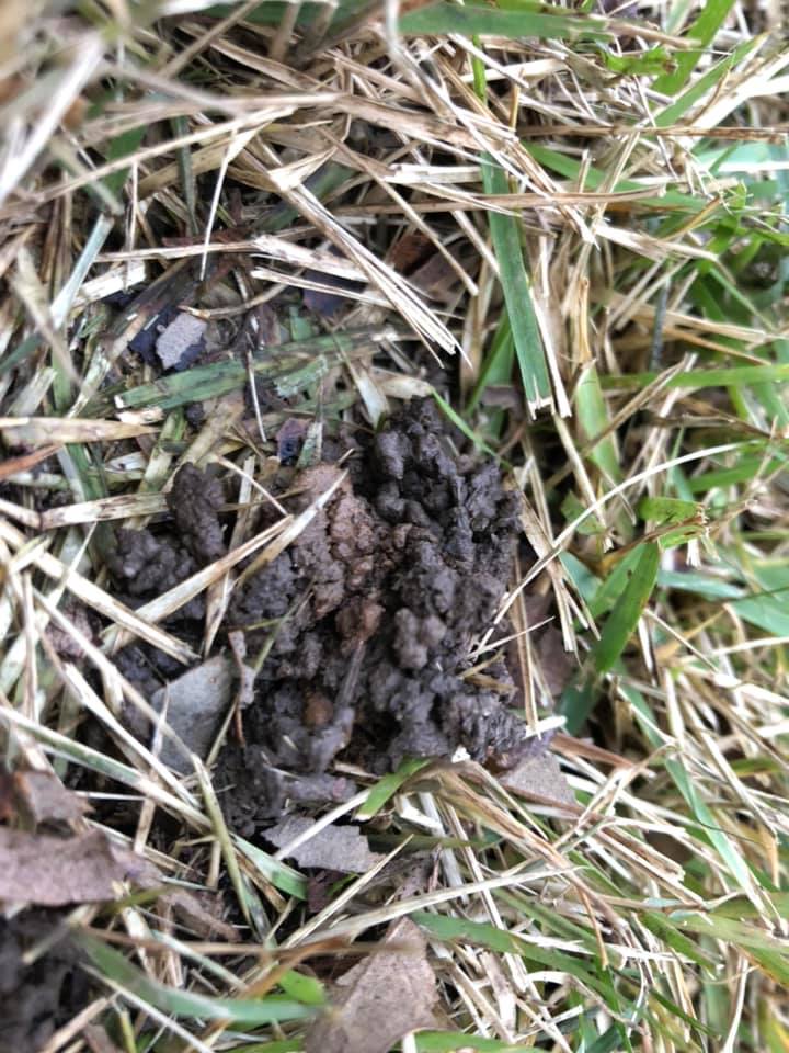 Earthworm mounds in lawn 3 | how to diagnose small holes in lawn overnight [causes + pictures]