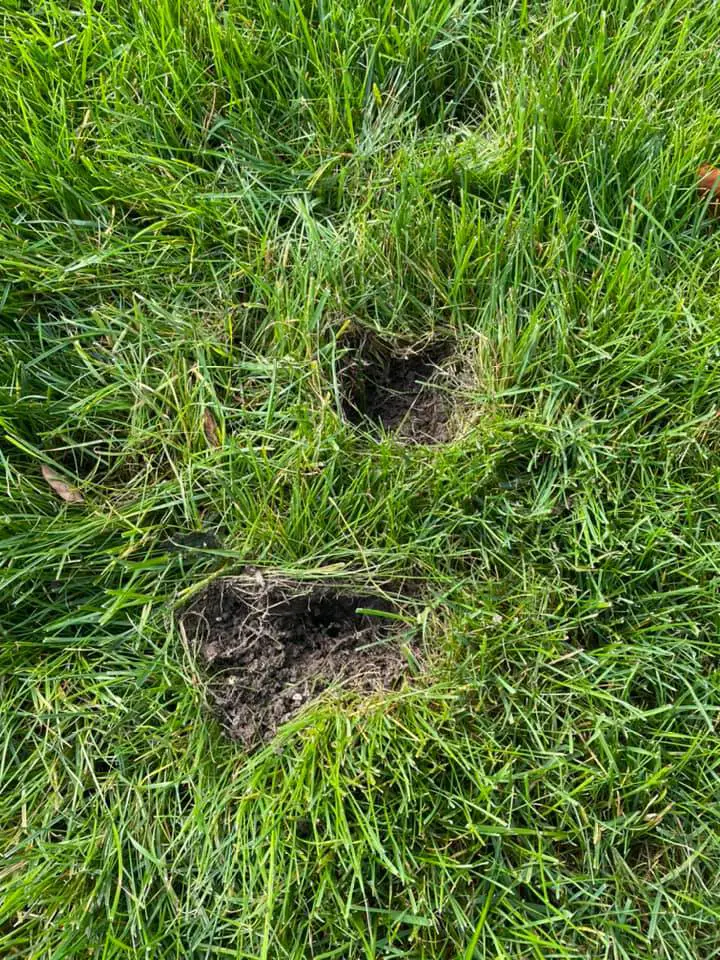 holes-in-lawn-from-squirrels-3