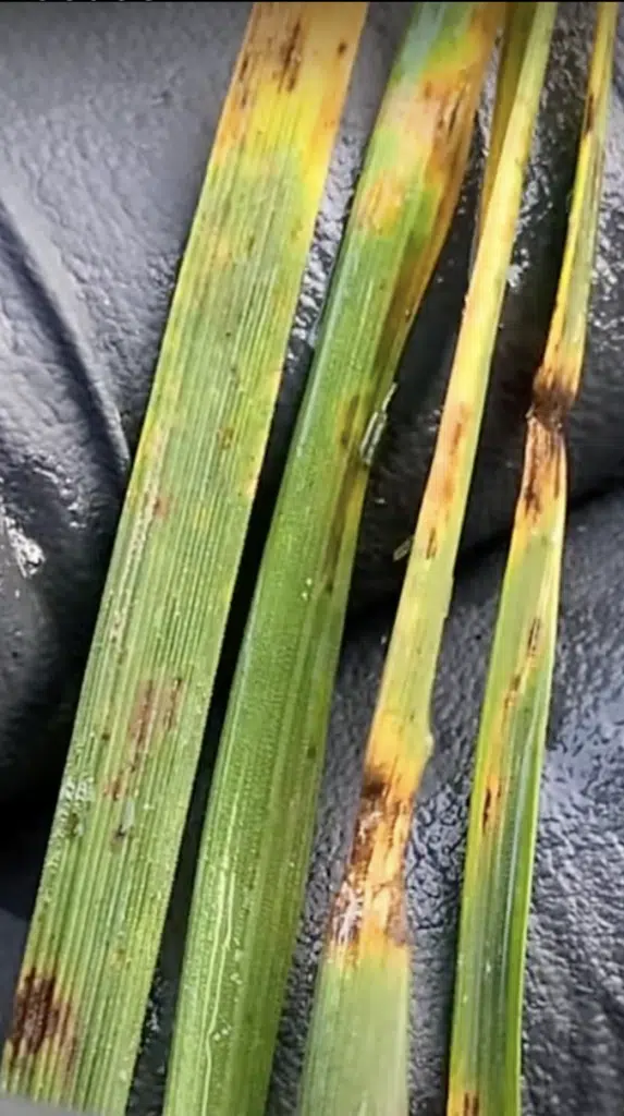 leaf spot lawn disease