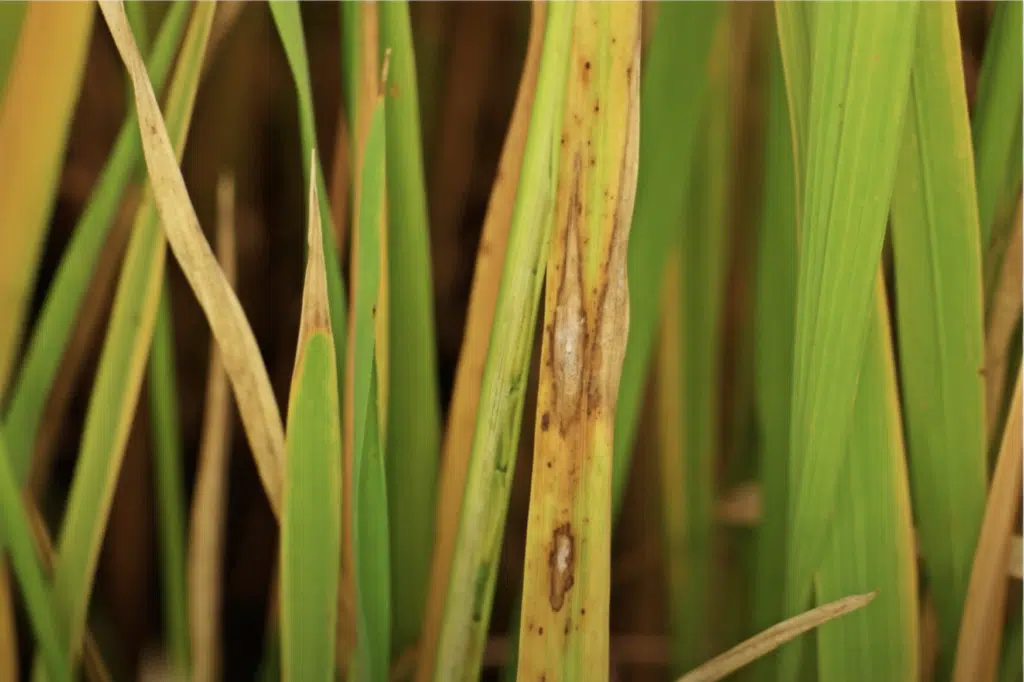 leaf spot lawn fungus