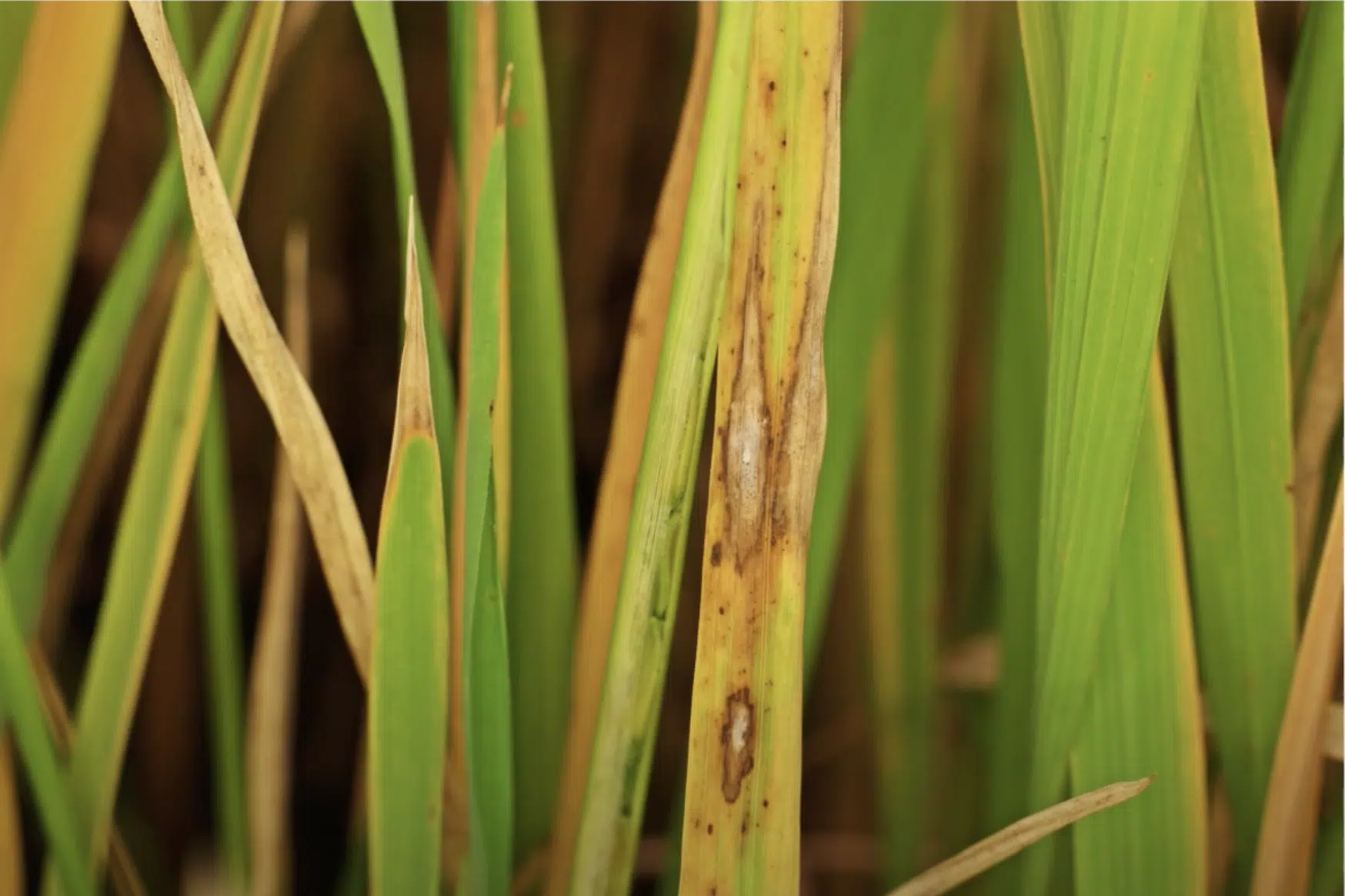 leaf spot lawn fungus