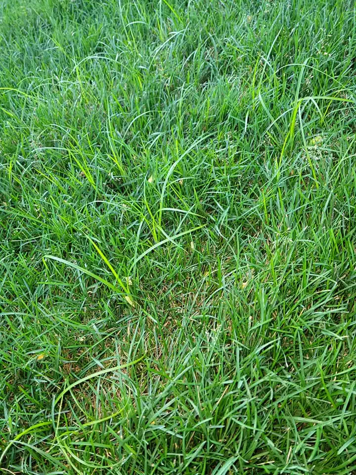 Yellow nutsedge growing taller and lighter green than the surrounding lawn