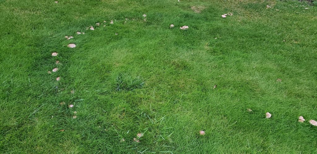 Lawn Mushrooms in Yard