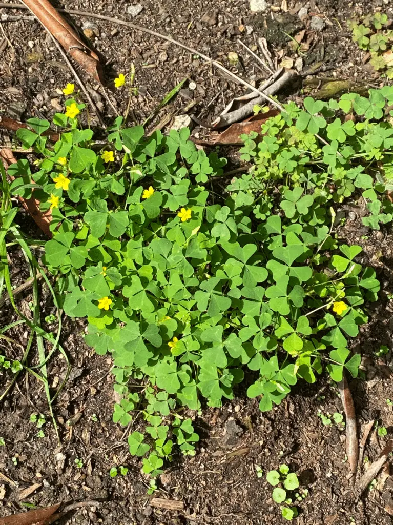 Oxalis - yellow flower ground