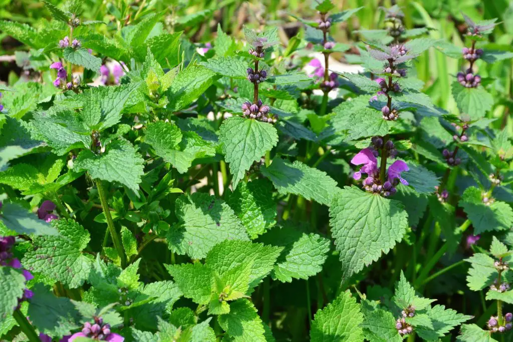 Purple deadnettle min | weeds with purple flowers (common lawn weed guide)