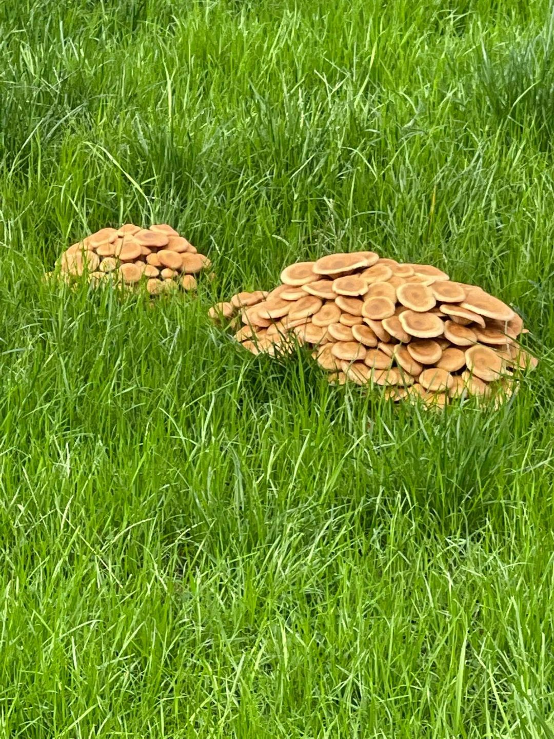 Two-bunches-of-lawn-mushrooms