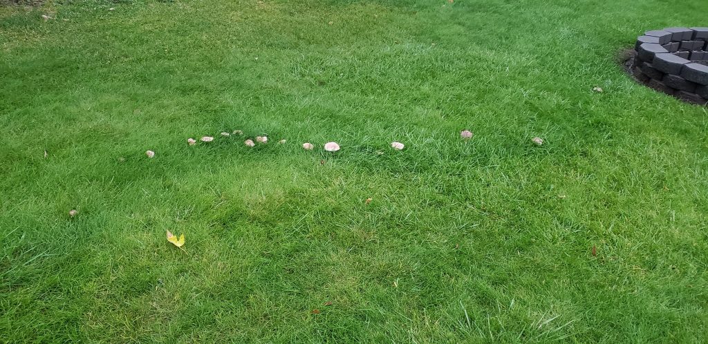 Yard Mushrooms in Lawn