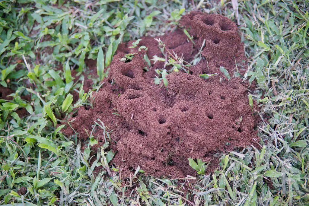 fire ant nests on the ground