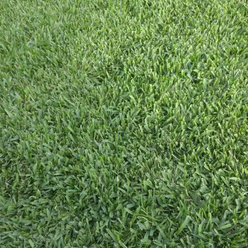 Floratam st. Augustine grass