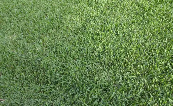 Floratam st. Augustine grass