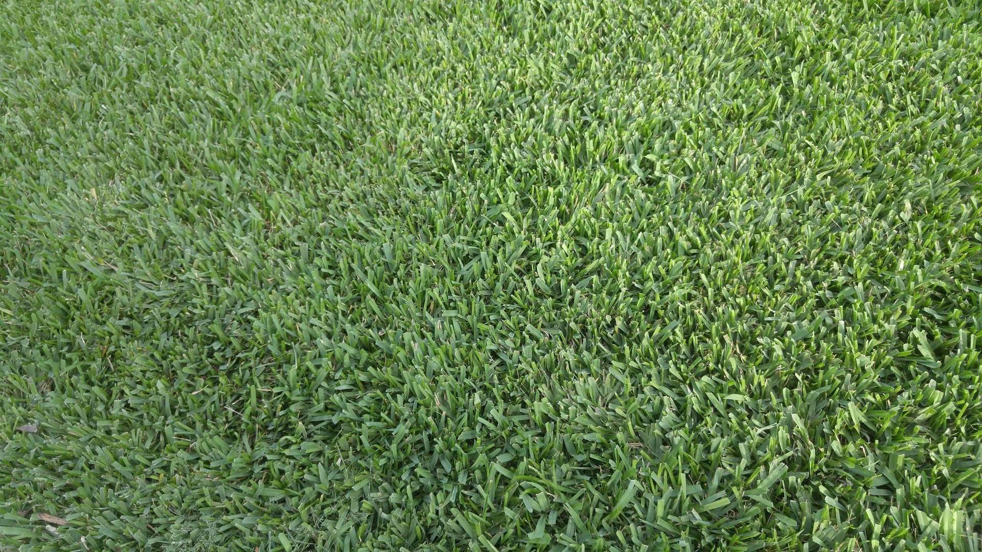 Floratam St. Augustine Grass