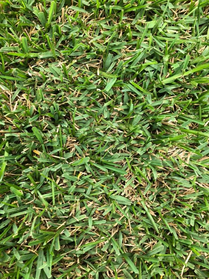 Thick St. Augustine Grass