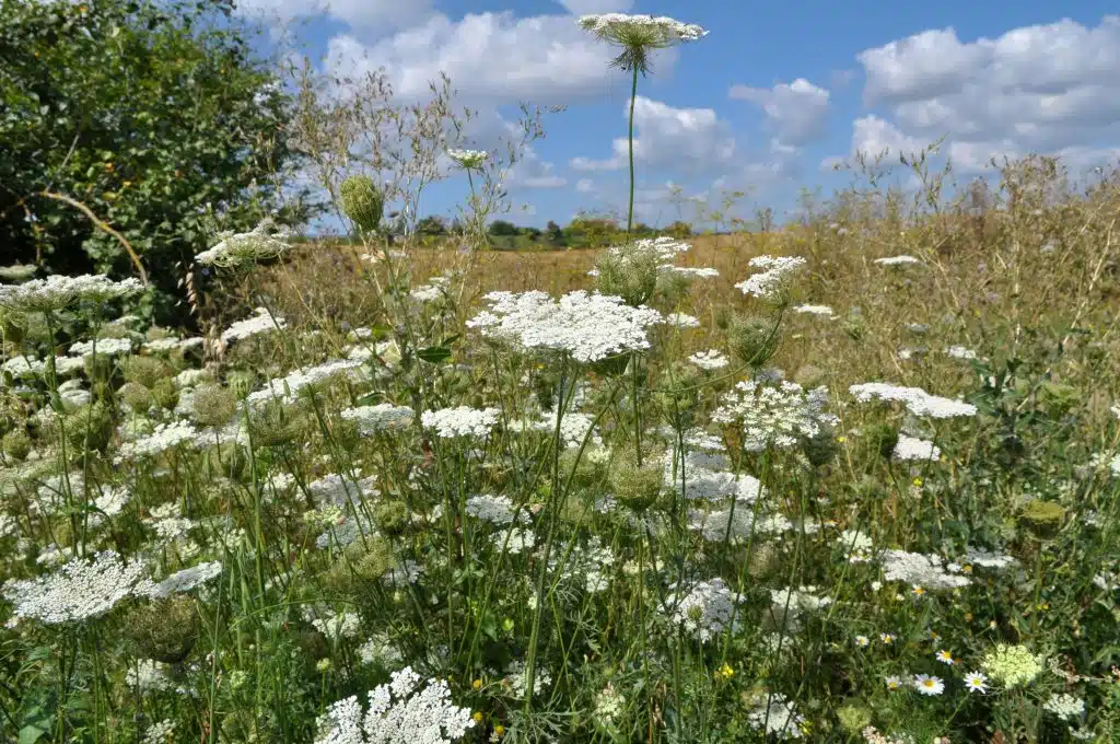 Wild Carrot White Flower Weeds-min