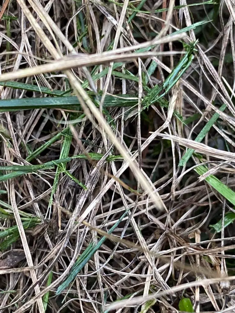 Brown patch fungus grass blades | take-all root rot vs brown patch lawn disease – what's the difference?