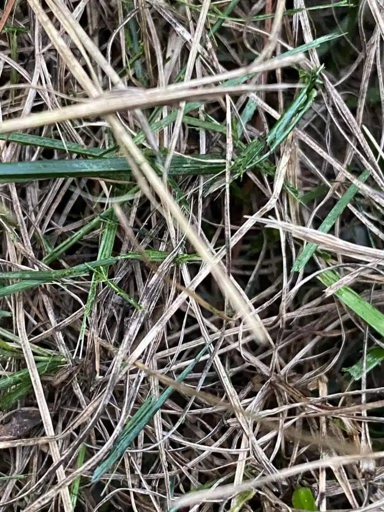 Brown Patch Fungus Grass Blades