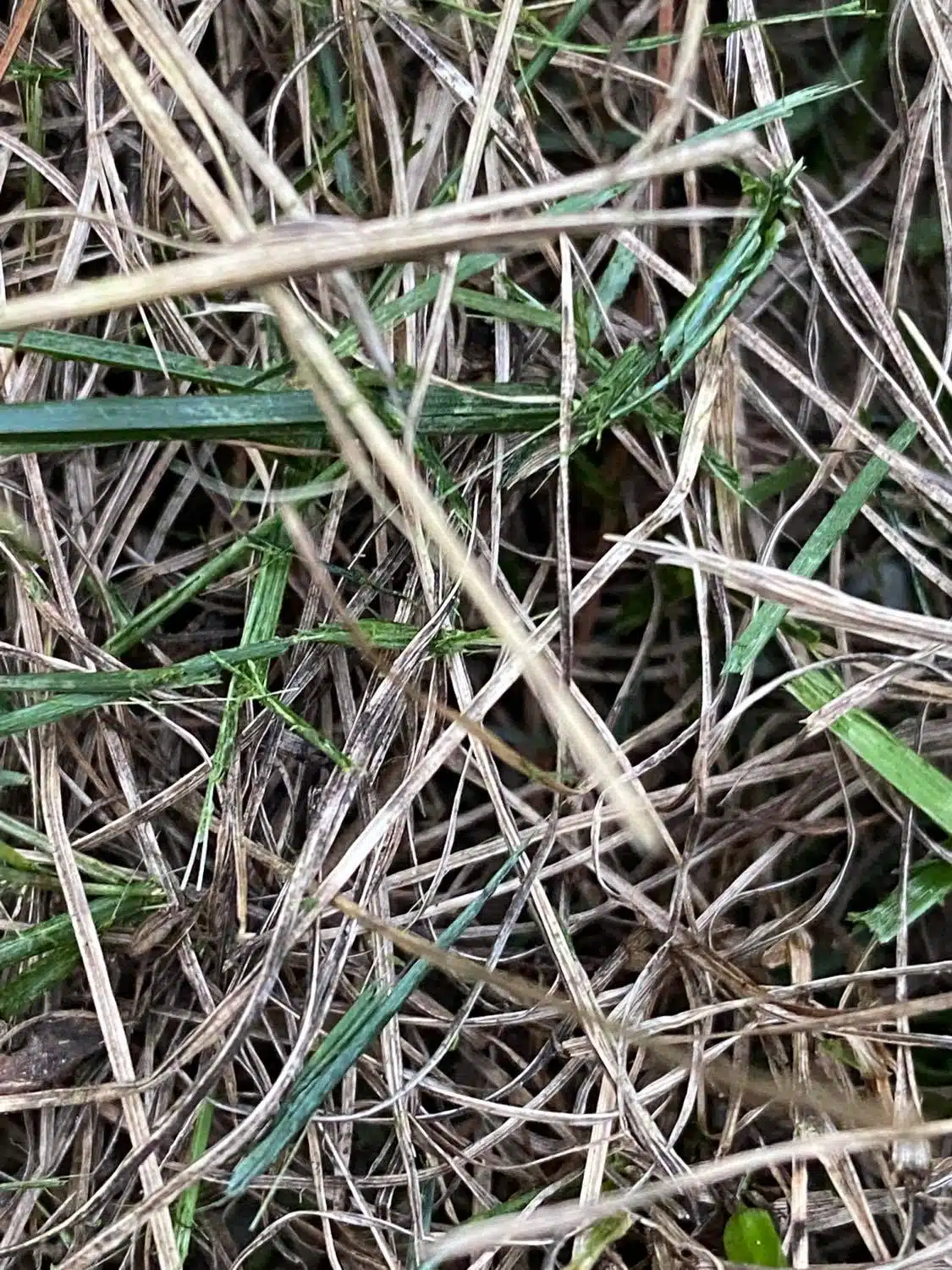 Grass blades with brown patch fungus lesions
