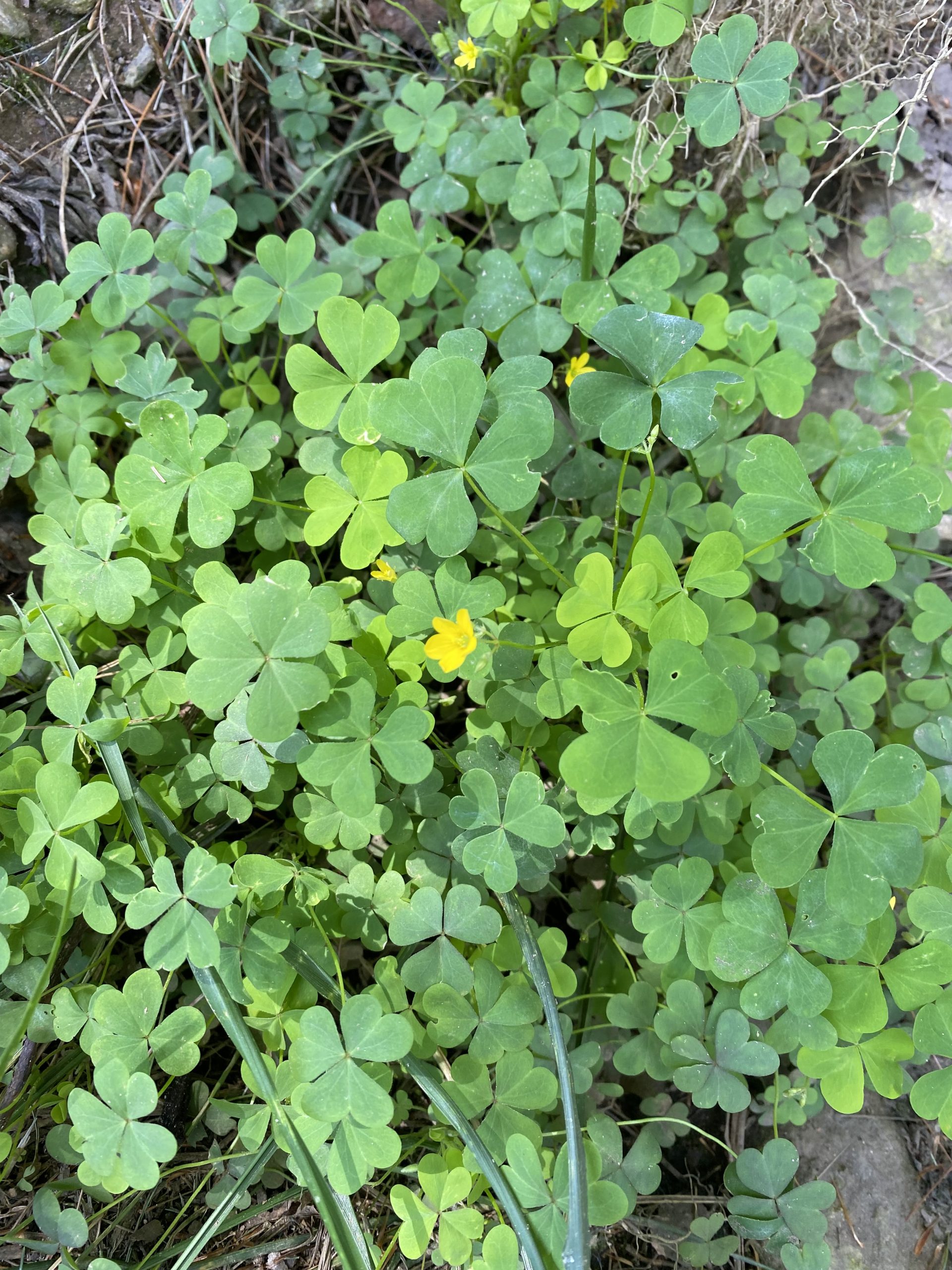 Oxalis clover like lawn weed scaled | 19 common lawn weeds (lawn weeds identification & guide)