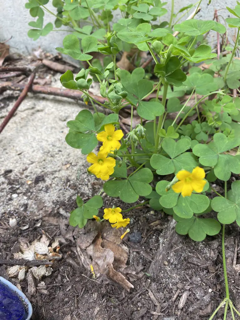 lawn weed oxalis with yellow flower