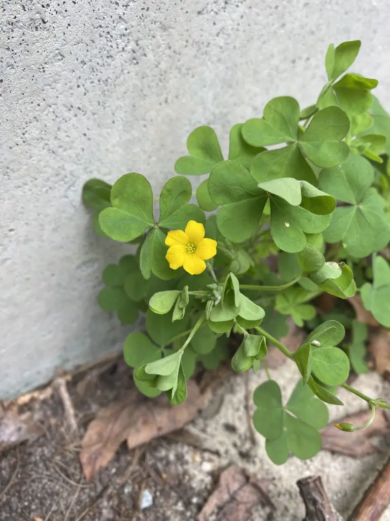 Oxalis-with-yellow-flowers-lawn-weed