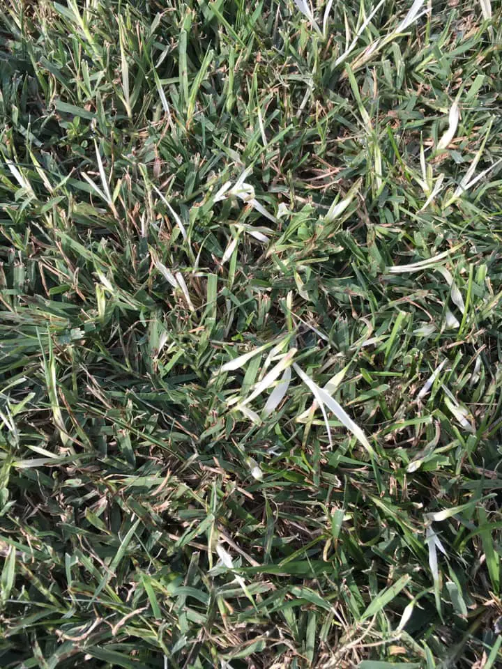 Bermuda-grass-dying-in-fescue-lawn