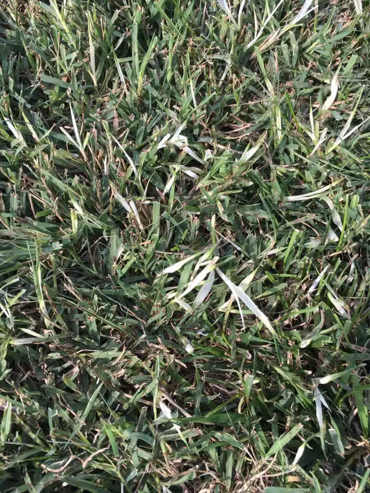 Bermuda-grass-dying-in-fescue-lawn