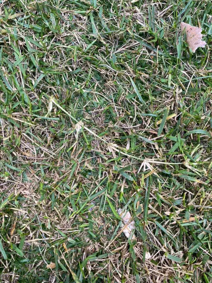 Bermuda grass in fescue lawn